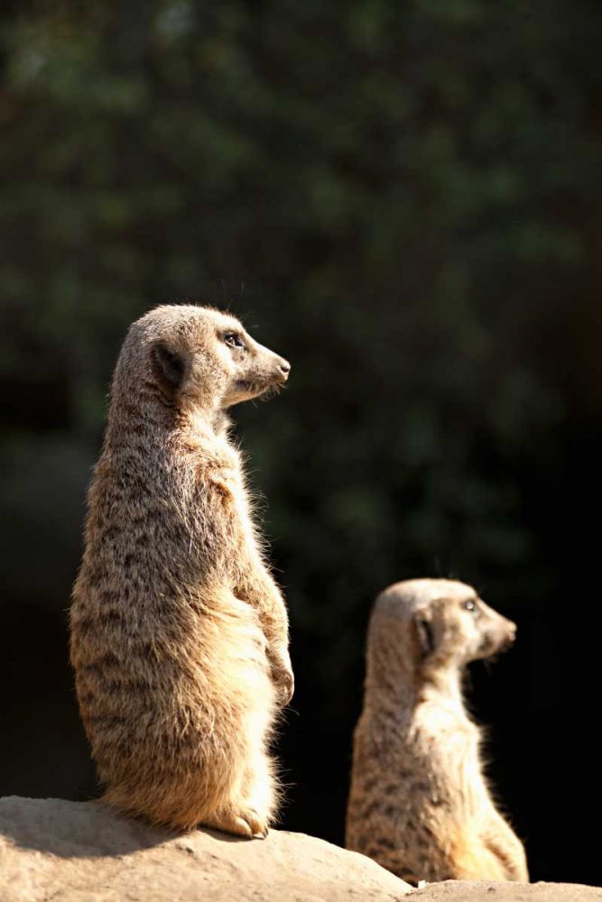 Meerkats art print by Karyn Millet for $57.95 CAD