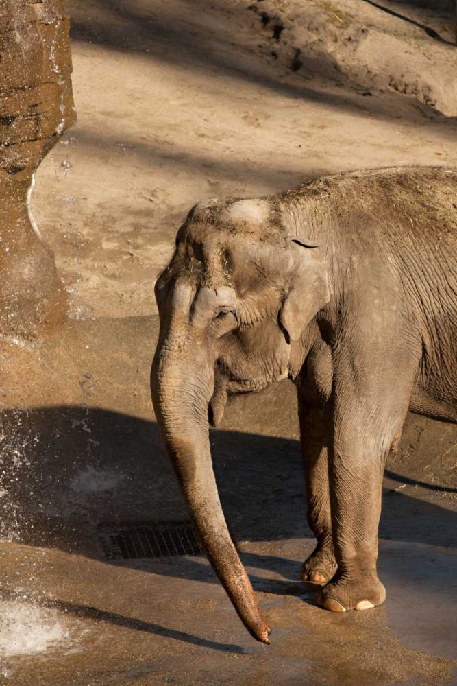 Elephant art print by Karyn Millet for $57.95 CAD