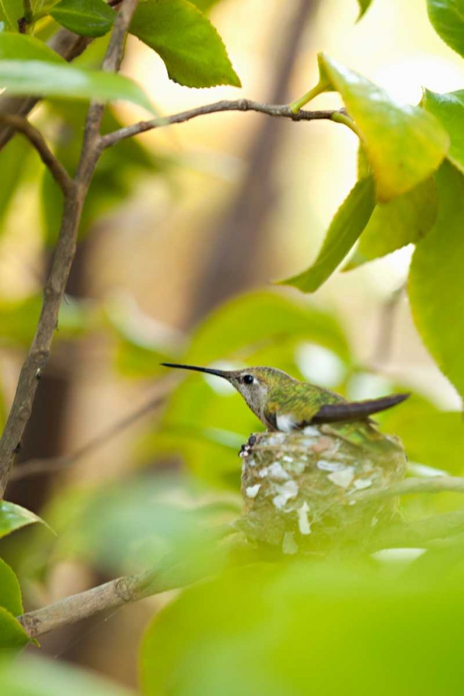 Hummingbird art print by Karyn Millet for $57.95 CAD
