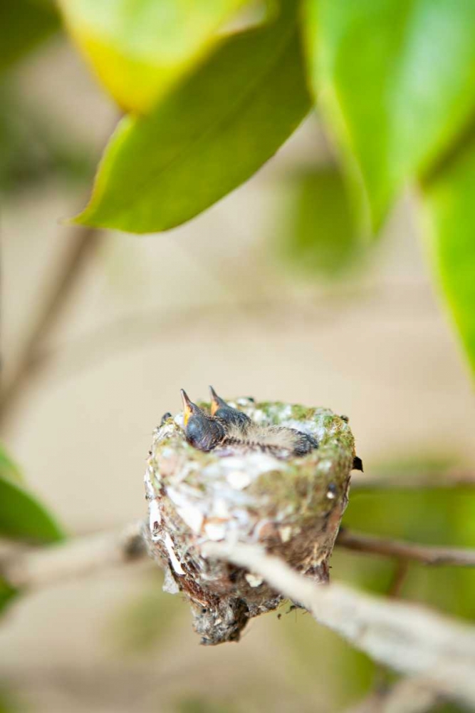 Hummingbird Nest art print by Karyn Millet for $57.95 CAD