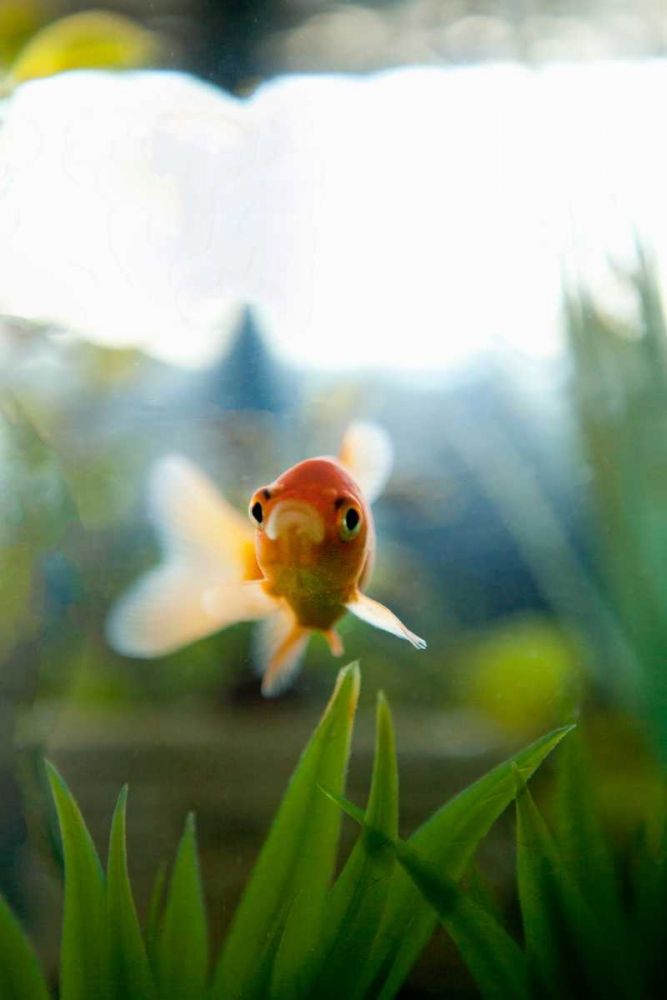 Goldfish I art print by Karyn Millet for $57.95 CAD
