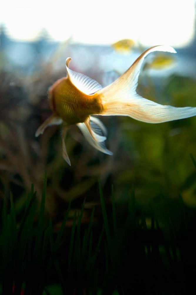 Goldfish II art print by Karyn Millet for $57.95 CAD