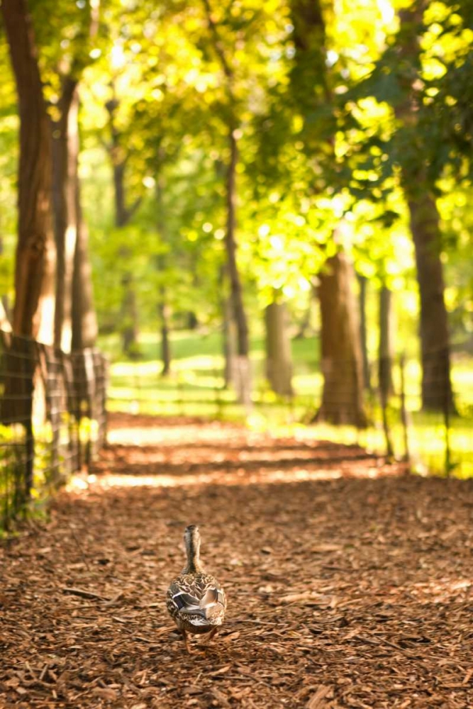 Duck Walk art print by Karyn Millet for $57.95 CAD