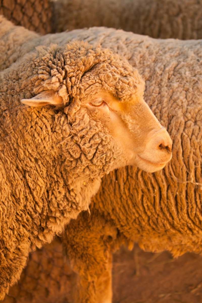 Sheep art print by Karyn Millet for $57.95 CAD