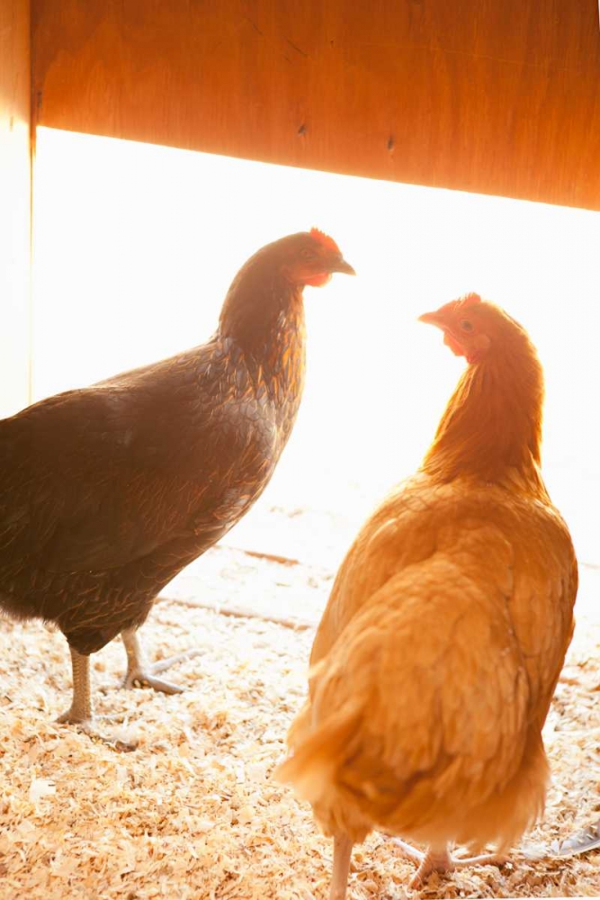 Hens art print by Karyn Millet for $57.95 CAD