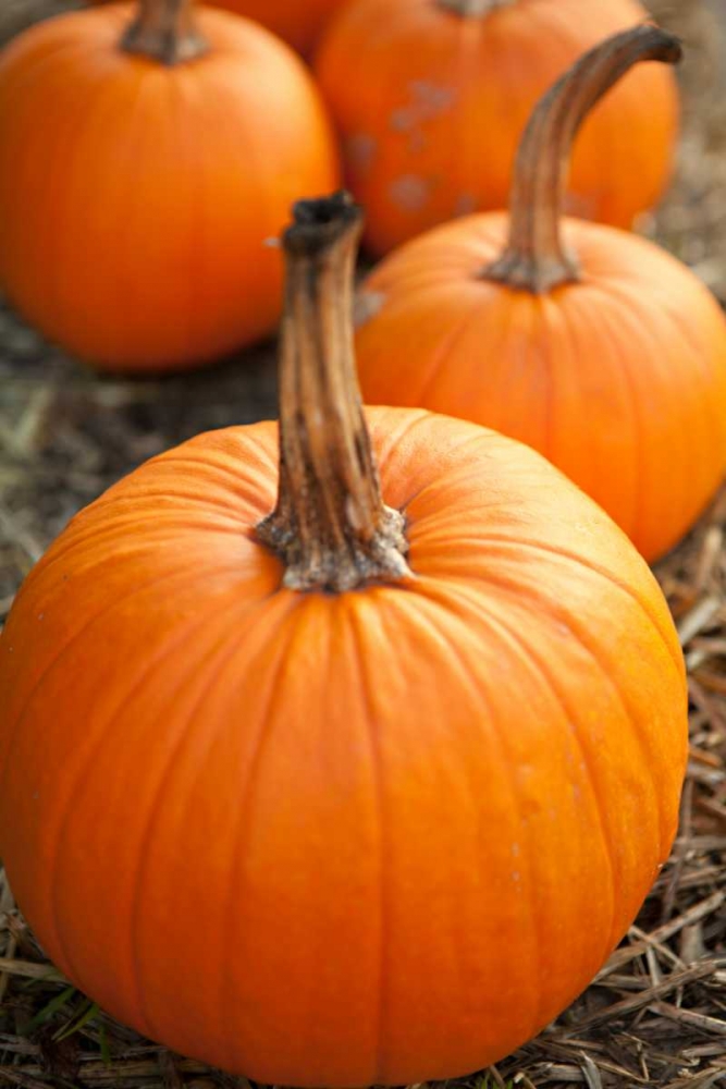 Pumpkins I art print by Karyn Millet for $57.95 CAD
