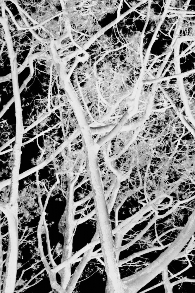 Tree Scatter art print by Karyn Millet for $57.95 CAD