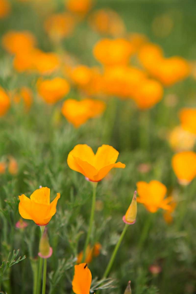 California Poppies art print by Karyn Millet for $57.95 CAD