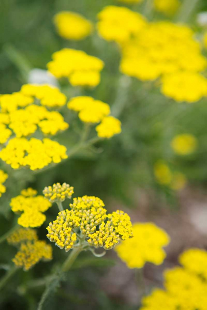Field of Yellow art print by Karyn Millet for $57.95 CAD