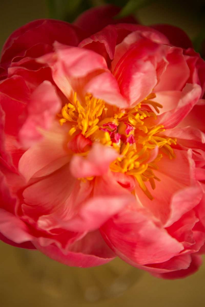 Coral Peony art print by Karyn Millet for $57.95 CAD