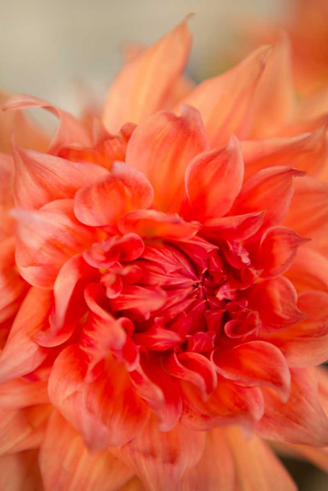 Coral Dahlia art print by Karyn Millet for $57.95 CAD