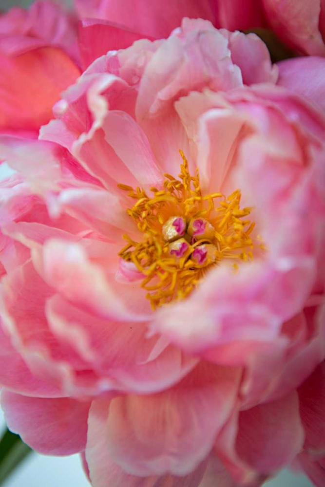 Pink Peony art print by Karyn Millet for $57.95 CAD