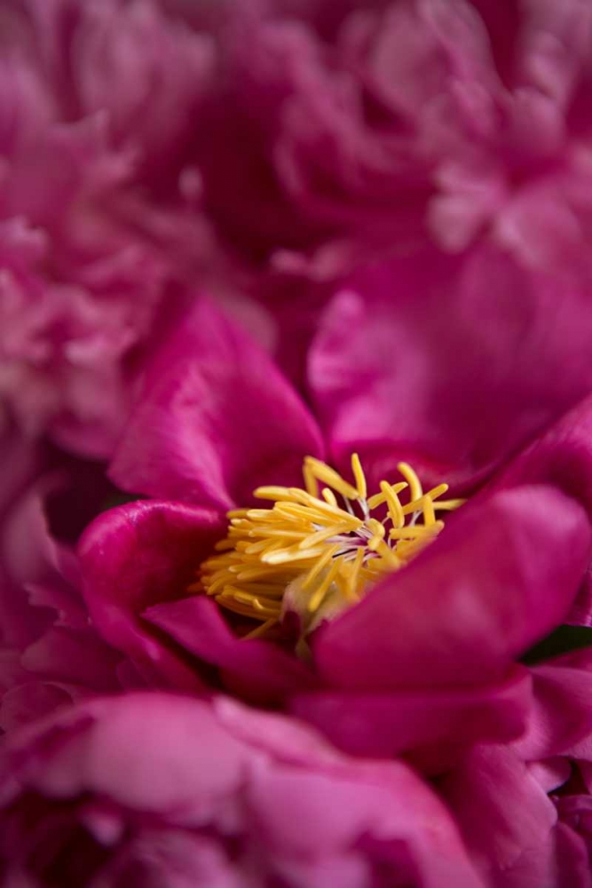 Fuchsia Peonies I art print by Karyn Millet for $57.95 CAD