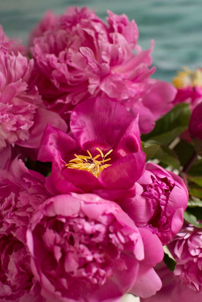 Fuchsia Peonies II art print by Karyn Millet for $57.95 CAD