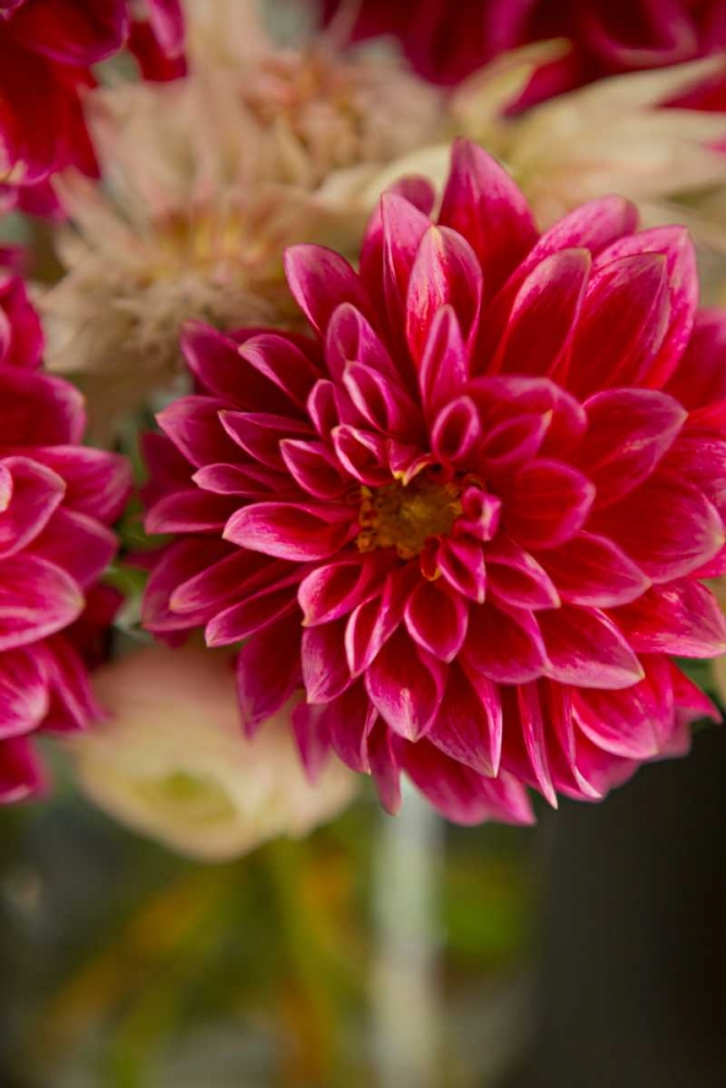 Pink and White Dahlias I art print by Karyn Millet for $57.95 CAD