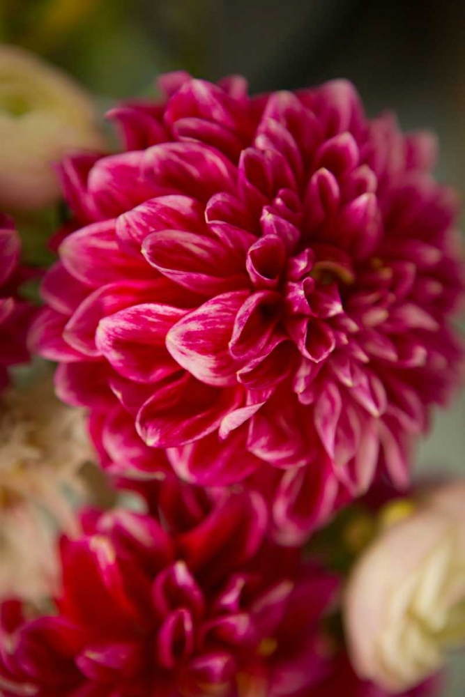 Pink and White Dahlias II art print by Karyn Millet for $57.95 CAD