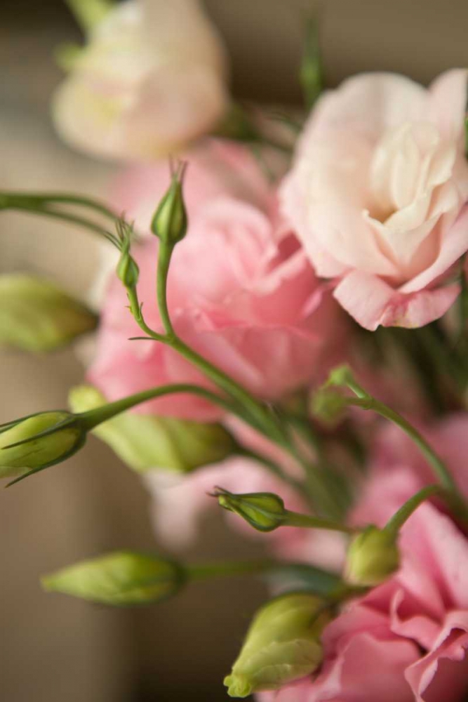 Pink Blossoms II art print by Karyn Millet for $57.95 CAD