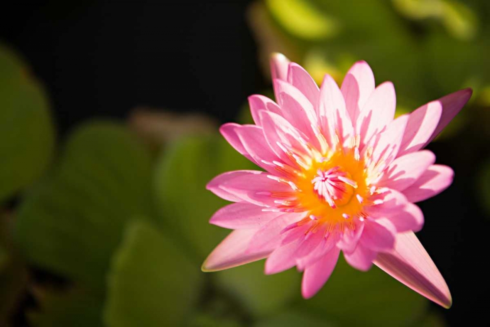Pink Pond Lily art print by Karyn Millet for $57.95 CAD