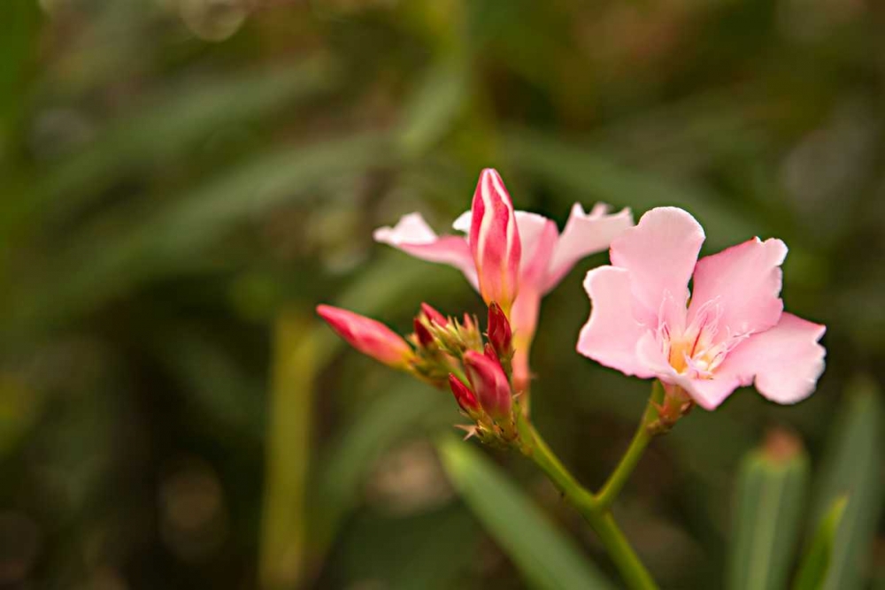 Buds of Pink art print by Karyn Millet for $57.95 CAD