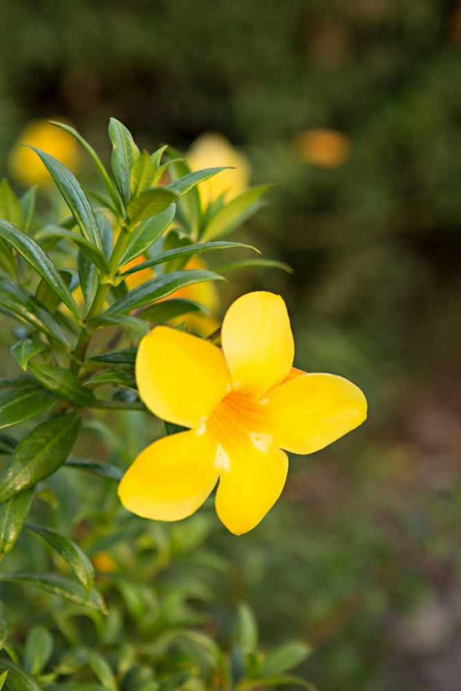 Yellow Blossom art print by Karyn Millet for $57.95 CAD