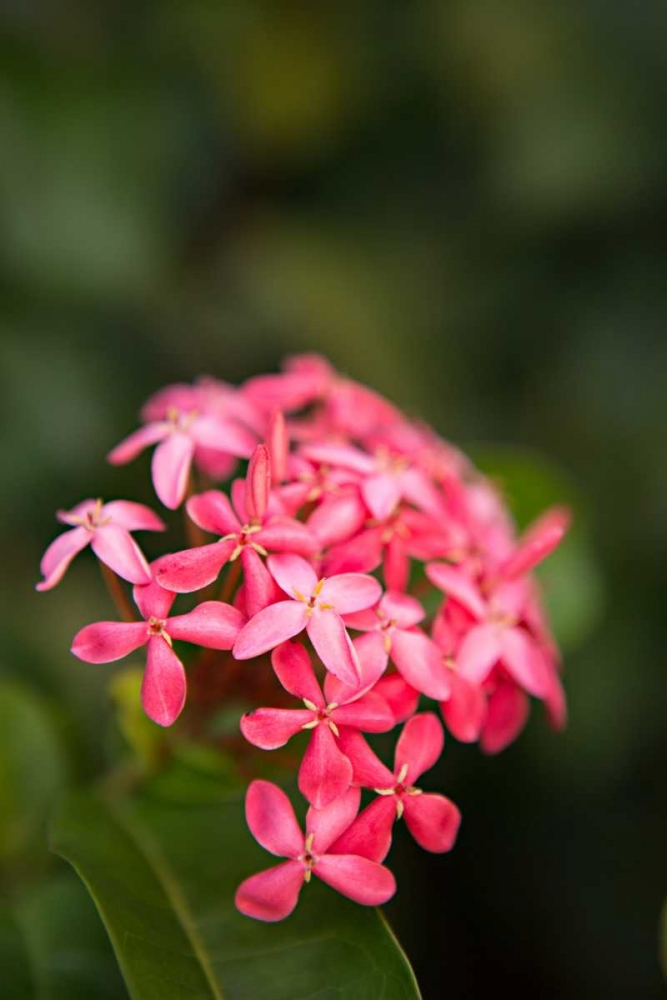 Pink Hydrangea art print by Karyn Millet for $57.95 CAD