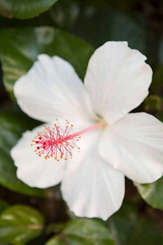 White Hibiscus art print by Karyn Millet for $57.95 CAD