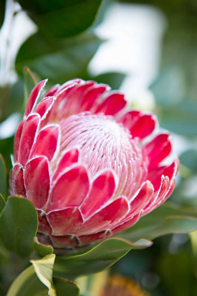 Pink Protea art print by Karyn Millet for $57.95 CAD