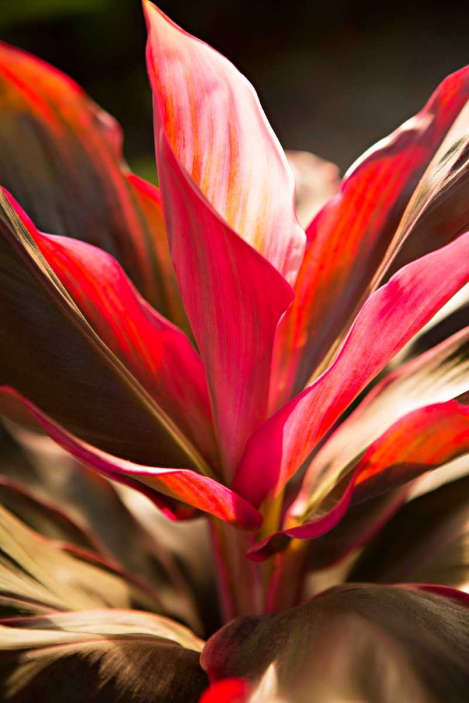 Red Ti Leaves art print by Karyn Millet for $57.95 CAD