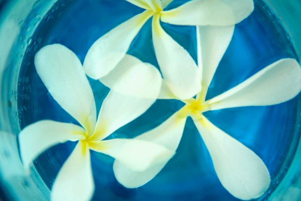 Floating Flowers II art print by Karyn Millet for $57.95 CAD