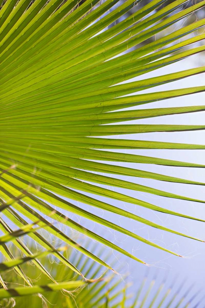 Palm Branch art print by Karyn Millet for $57.95 CAD