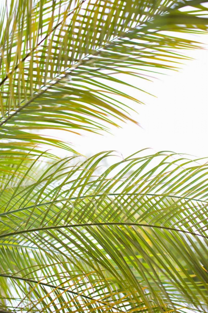 Palms in the Sun I art print by Karyn Millet for $57.95 CAD