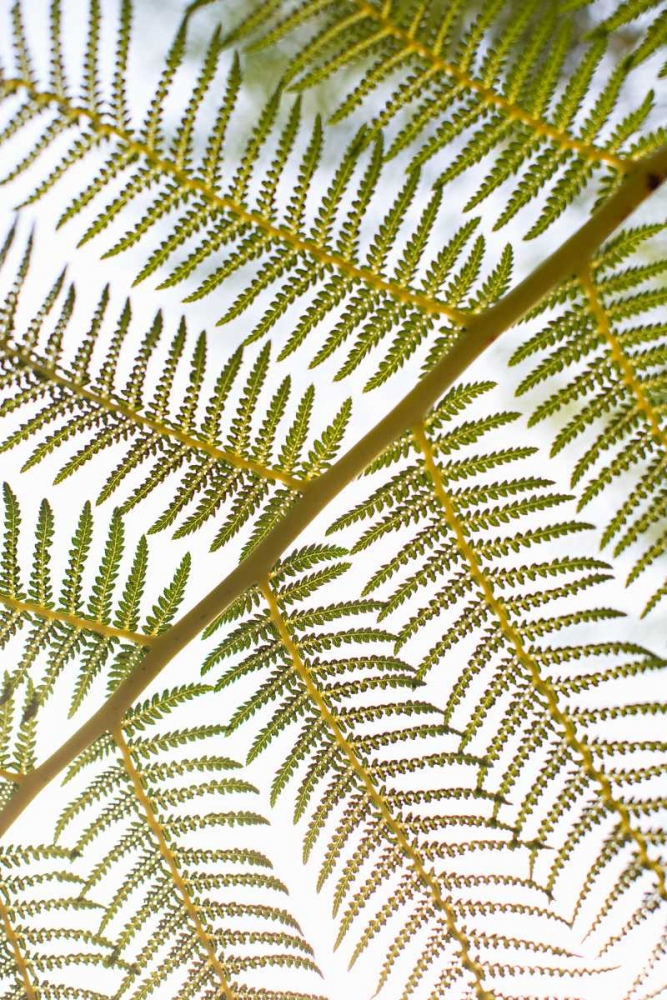 Fern art print by Karyn Millet for $57.95 CAD