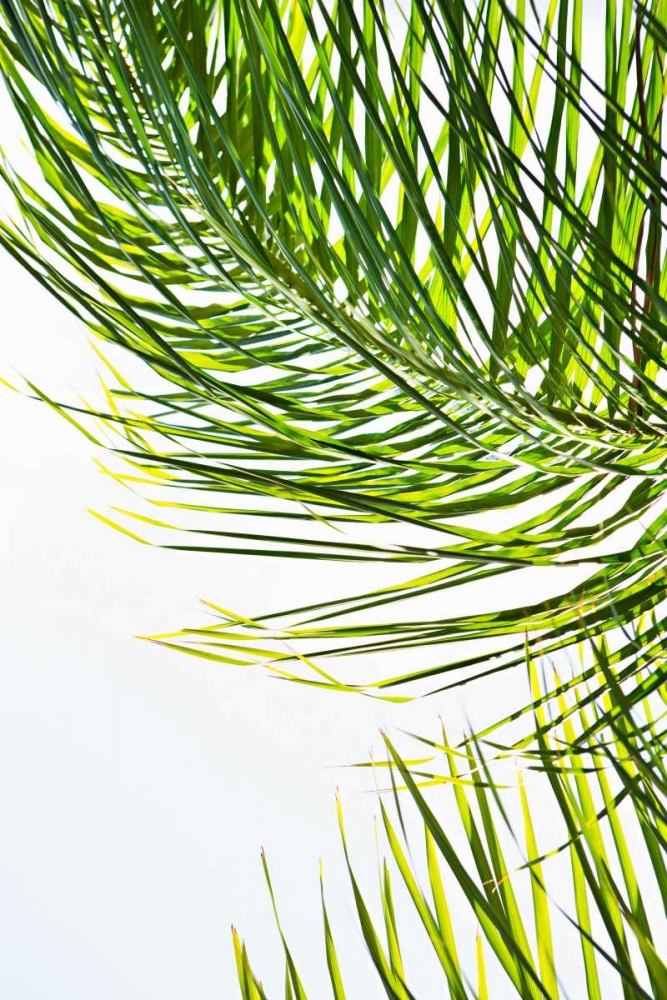 Palms in the Sun II art print by Karyn Millet for $57.95 CAD