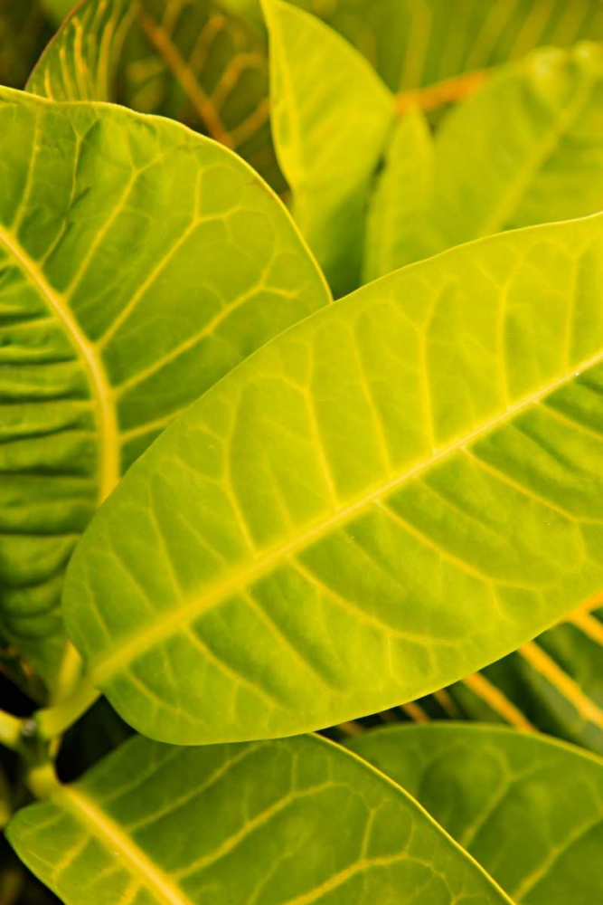Green Leaves I art print by Karyn Millet for $57.95 CAD