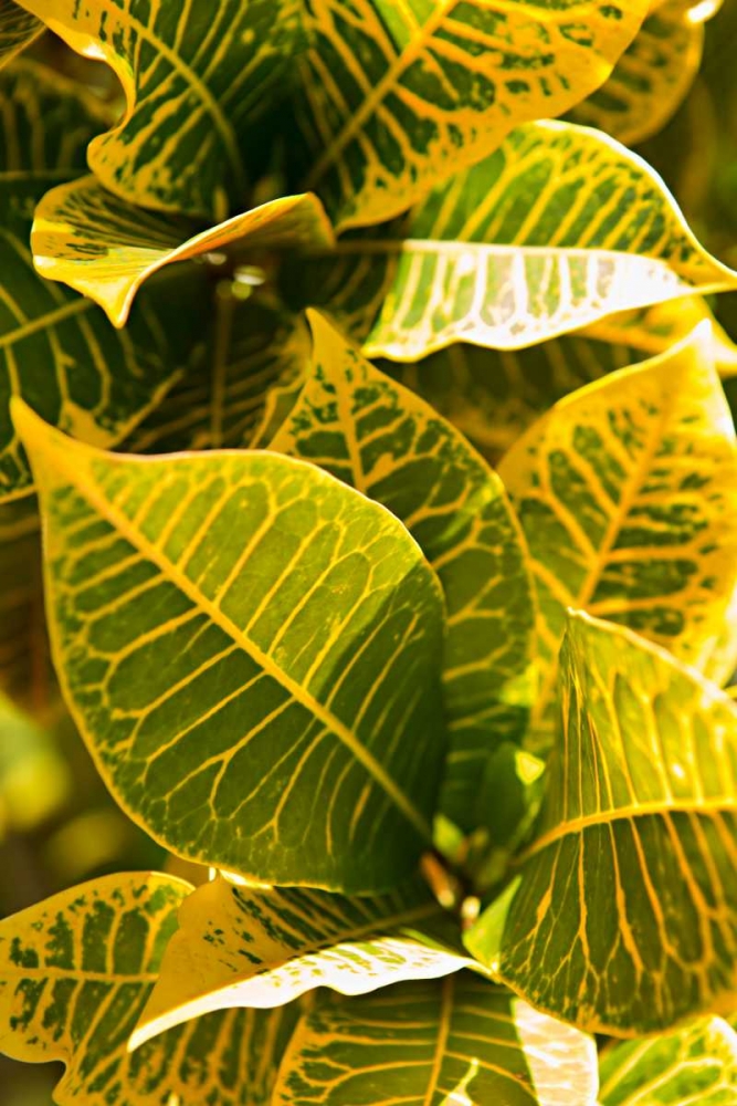 Green Leaves II art print by Karyn Millet for $57.95 CAD