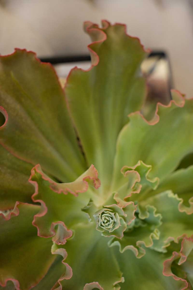Succulent Garden II art print by Karyn Millet for $57.95 CAD