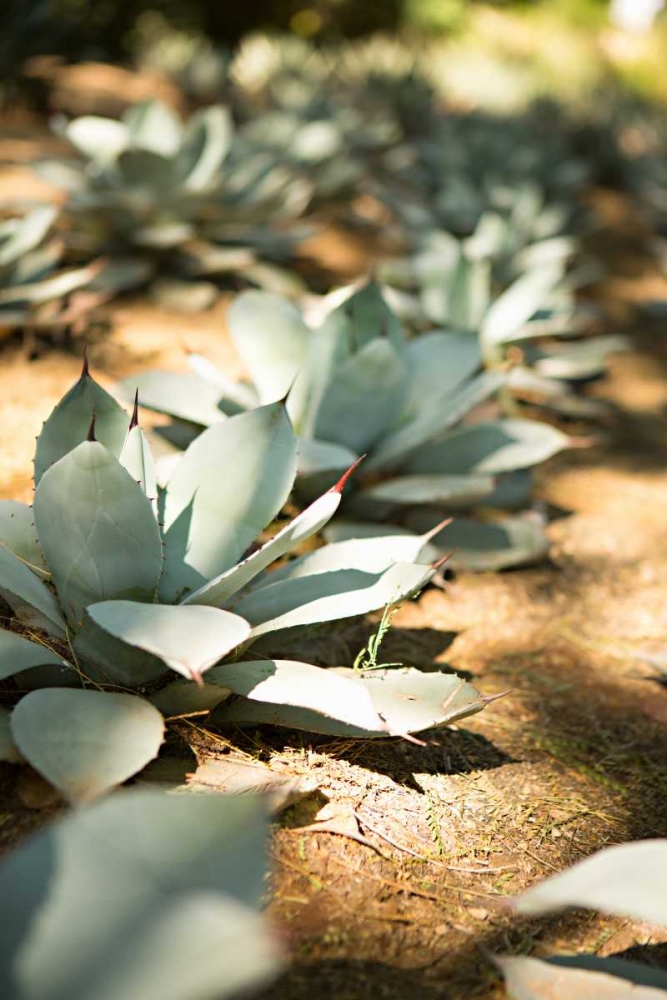 Succulent Garden III art print by Karyn Millet for $57.95 CAD