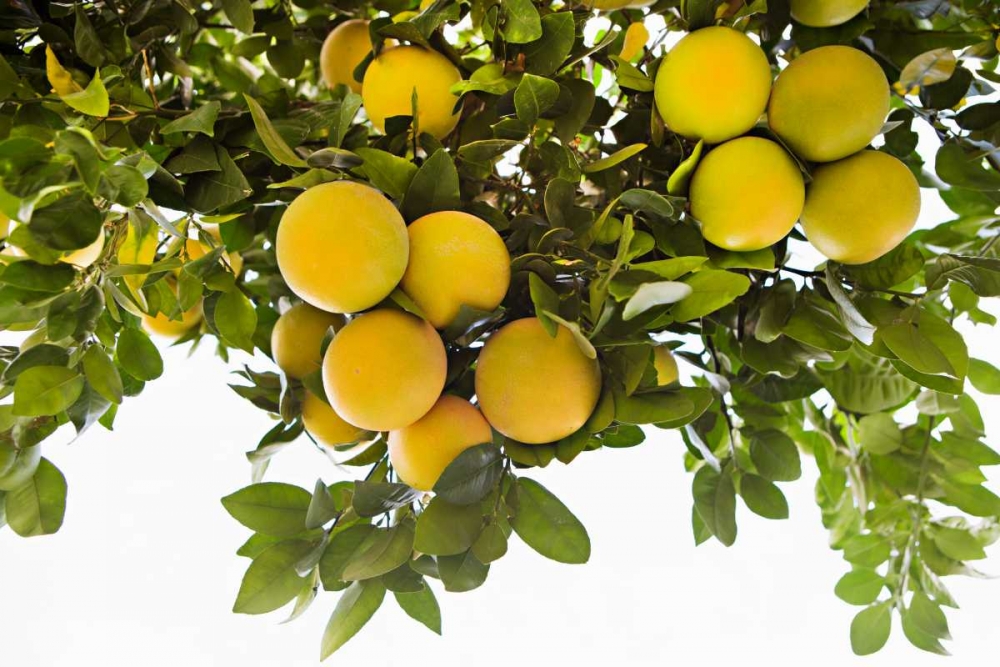 Lemon Grove I art print by Karyn Millet for $57.95 CAD