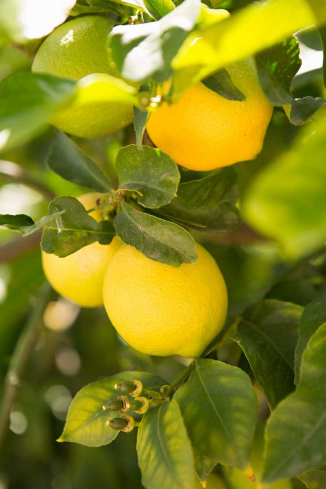 Lemon Grove II art print by Karyn Millet for $57.95 CAD