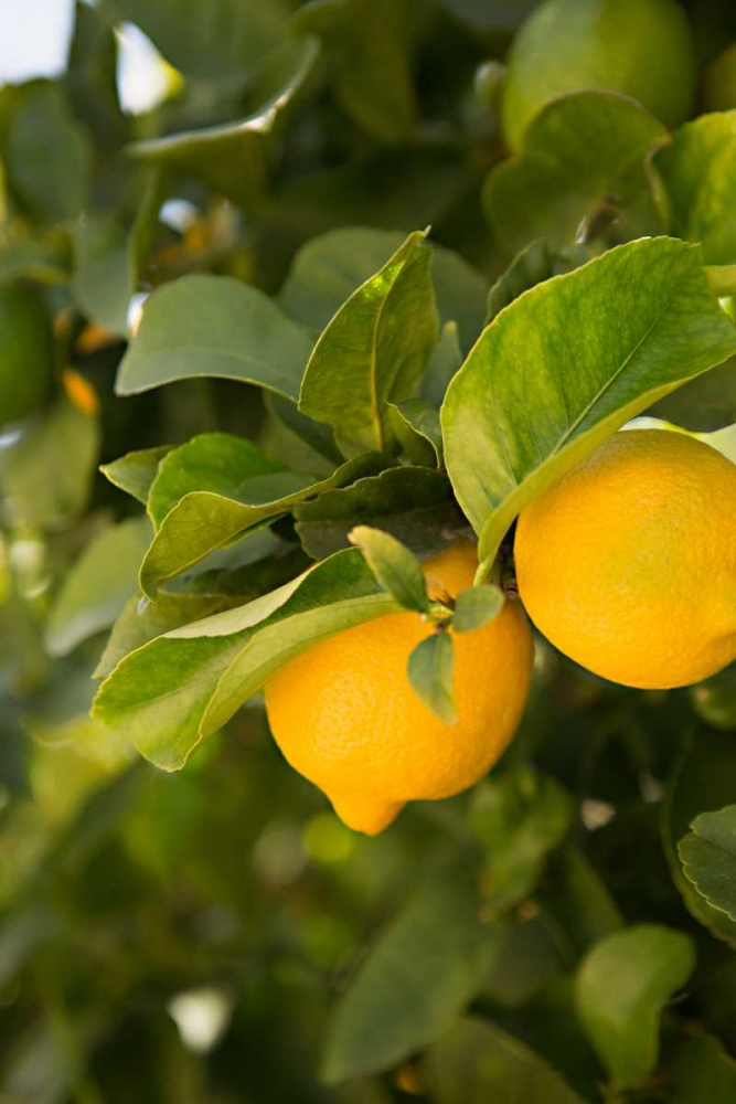 Lemon Grove III art print by Karyn Millet for $57.95 CAD