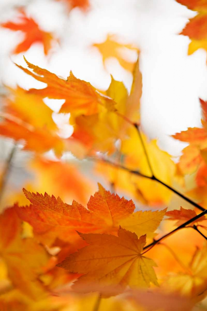 Colors of Fall I art print by Karyn Millet for $57.95 CAD