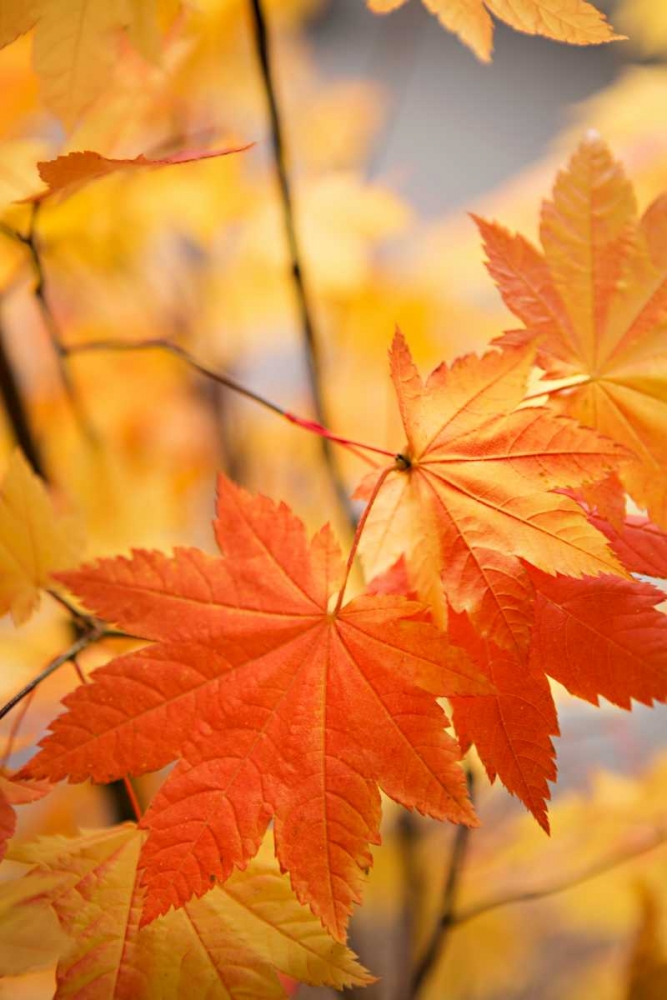 Colors of Fall II art print by Karyn Millet for $57.95 CAD