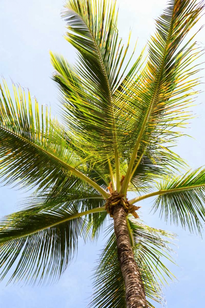 Below the Palms I art print by Karyn Millet for $57.95 CAD