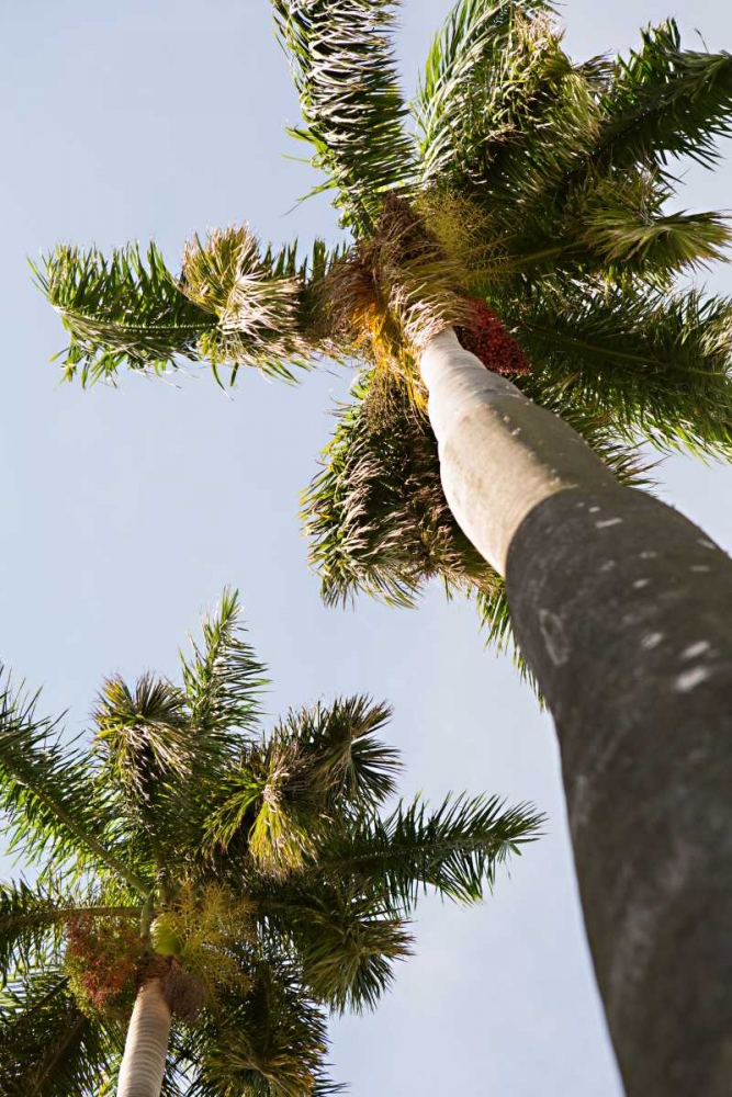 Below the Palms II art print by Karyn Millet for $57.95 CAD