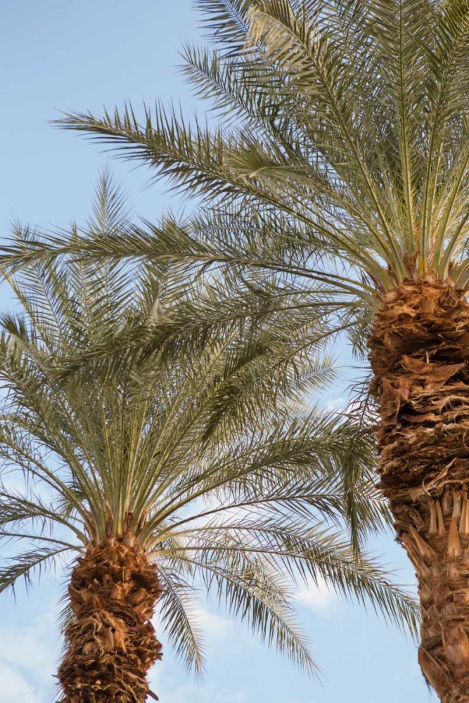 Below the Palms III art print by Karyn Millet for $57.95 CAD
