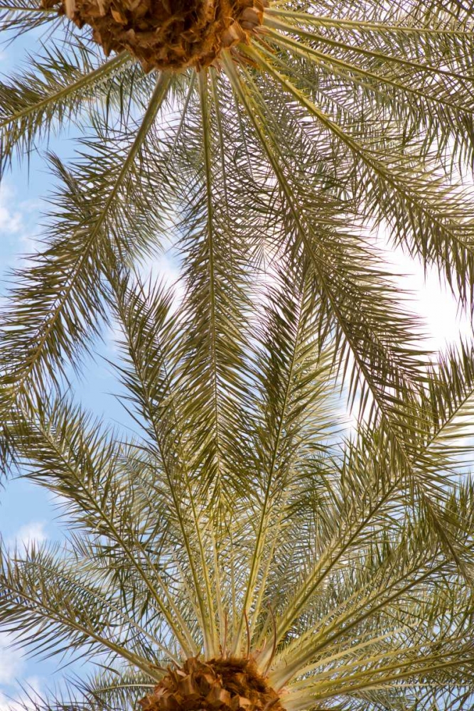 Below the Palms IV art print by Karyn Millet for $57.95 CAD