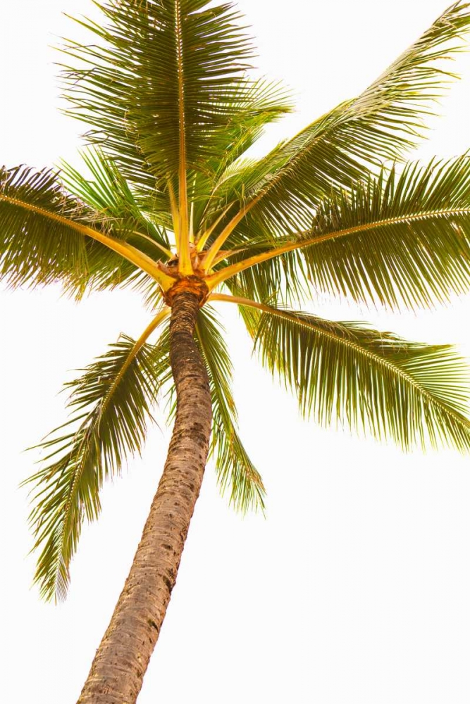 Below the Palms V art print by Karyn Millet for $57.95 CAD