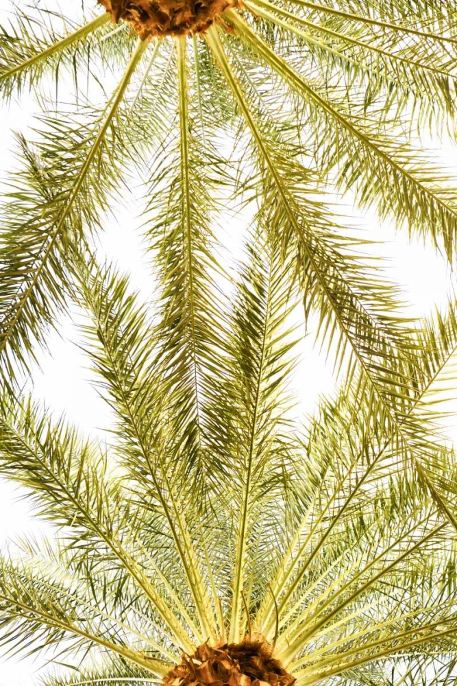 Below the Palms VI art print by Karyn Millet for $57.95 CAD