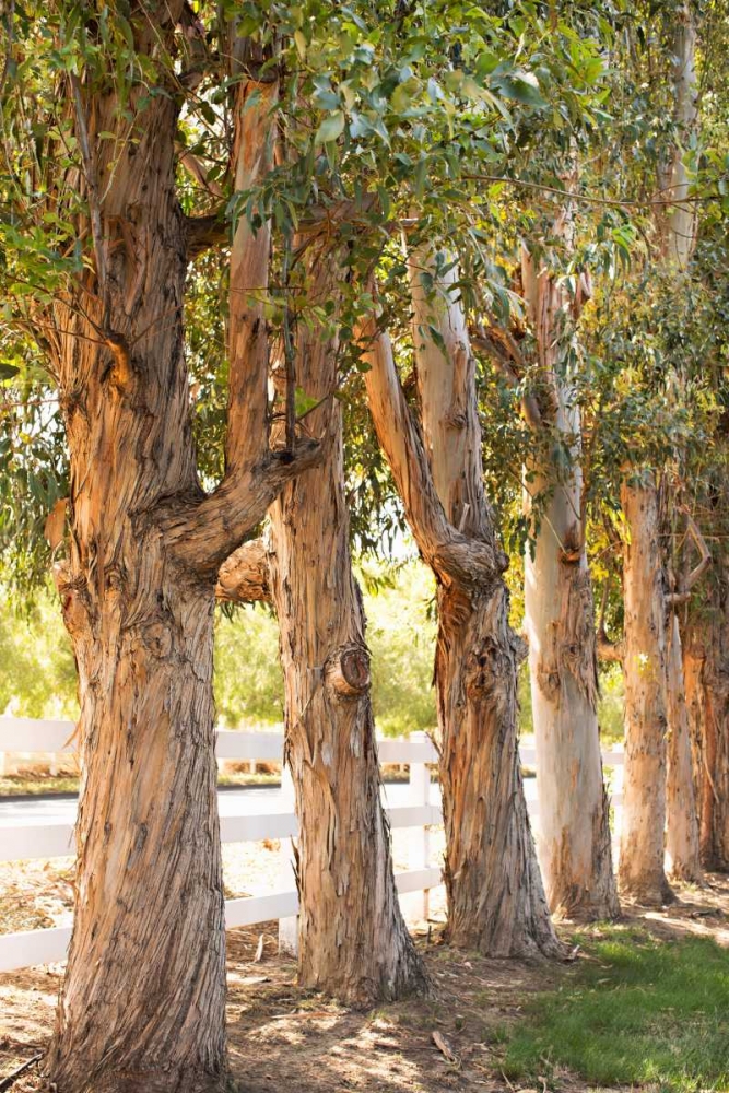 Eucalyptus Trees art print by Karyn Millet for $57.95 CAD