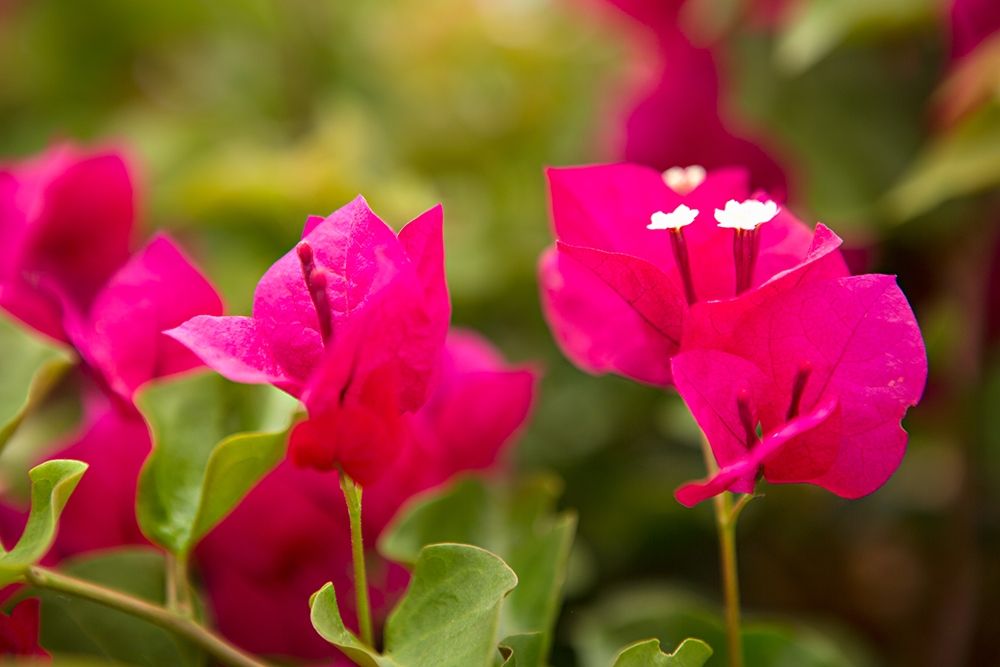 Magenta Bougainvillea I art print by Karyn Millet for $57.95 CAD